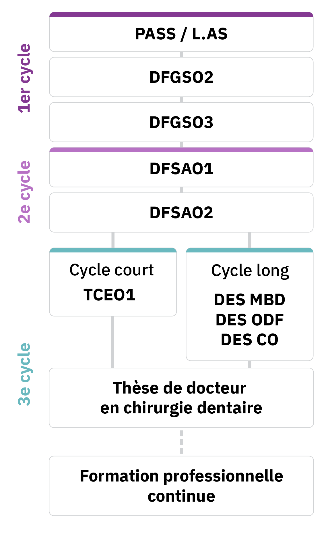 Schéma du cursus dentaire